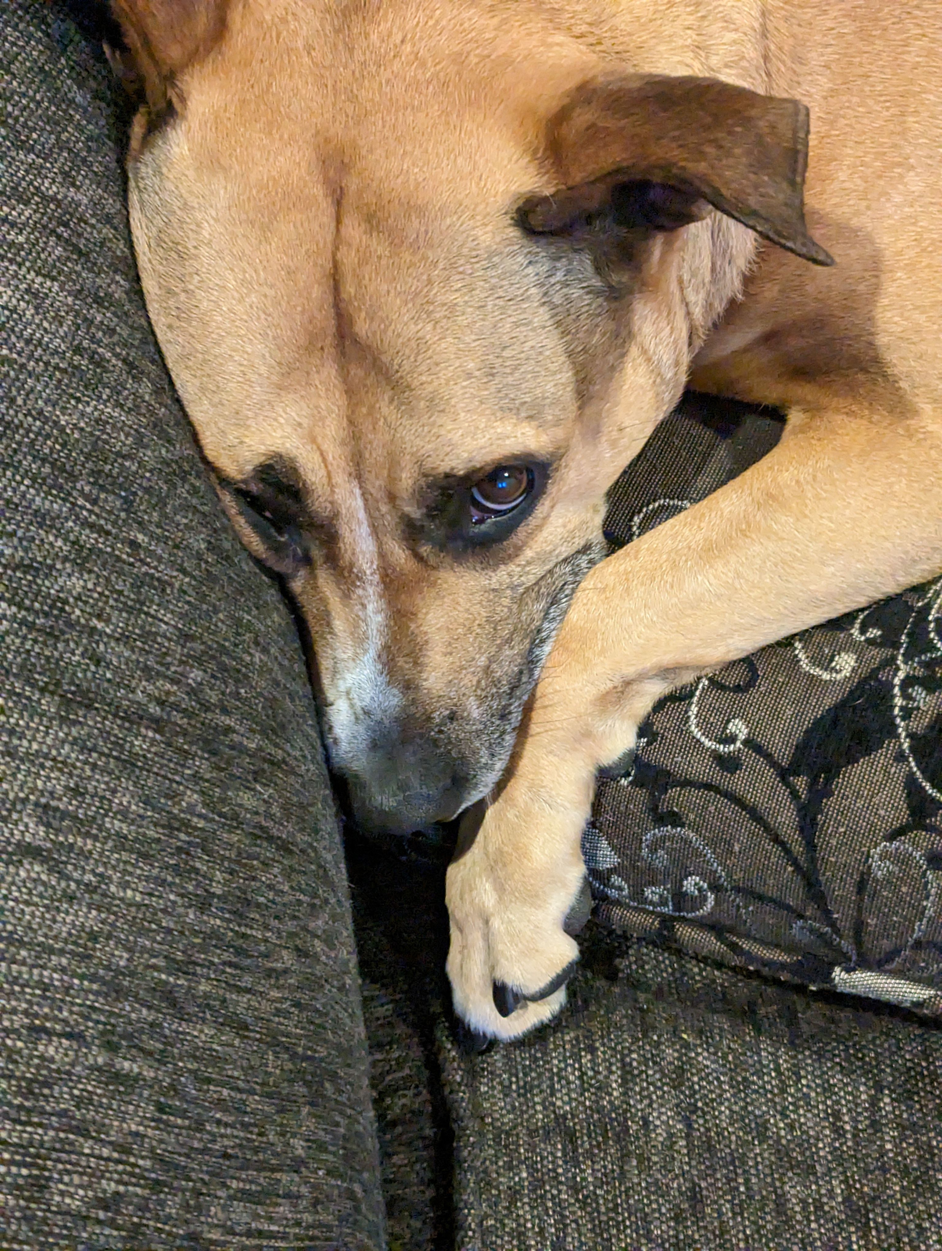 My dog looking up at me with his face smushed on top of the couch